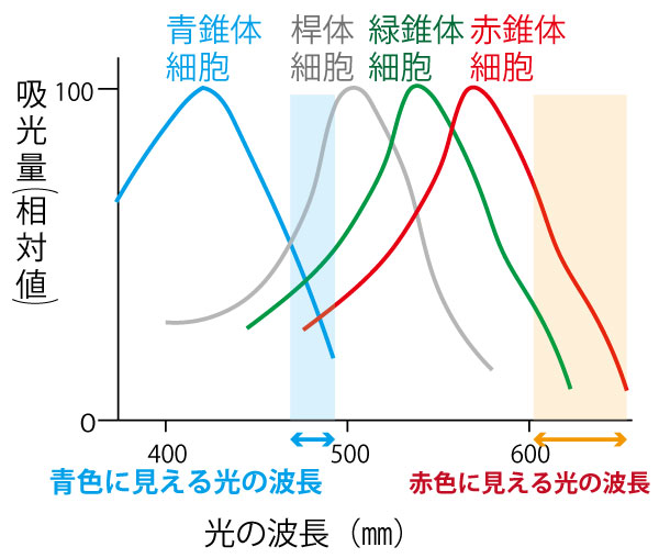 19年大学入試センター試験 生物 第3問 生物の環境応答 問題 解答 解説 船橋市議会議員 朝倉幹晴公式サイト