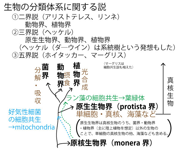 古細菌の例 メタン生成菌