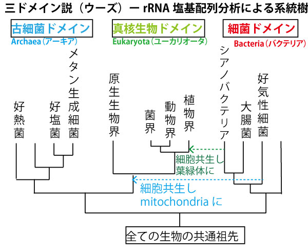 古細菌の例 メタン生成菌