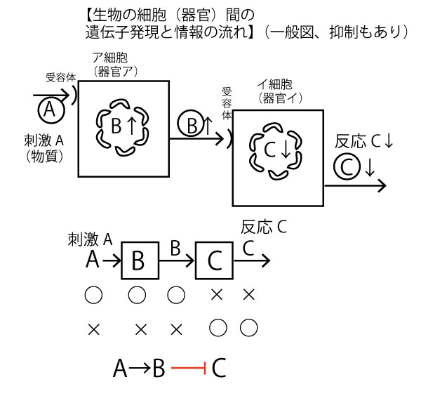 年大学入試センター 生物 第3問b 9点分 植物ホルモン 問題 解答 解説 船橋市議会議員 朝倉幹晴公式サイト