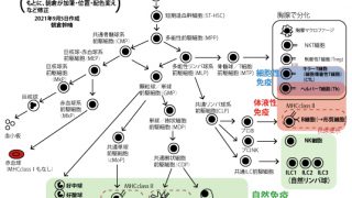 HTLV-1感染は過剰なT細胞の活性化を引き起こし、感染細胞のがん