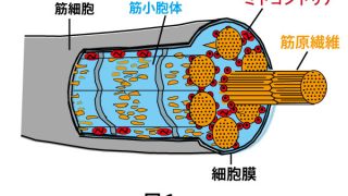 2024年 ＃大学入試 ＃共通テスト ＃生物 第3問（配点16点）問題